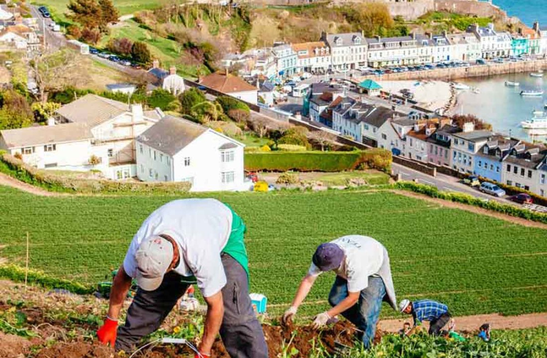 jersey-royal-potatoes