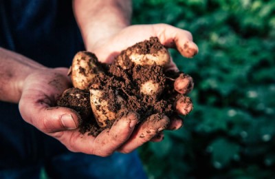 Jersey Royal Potatoes